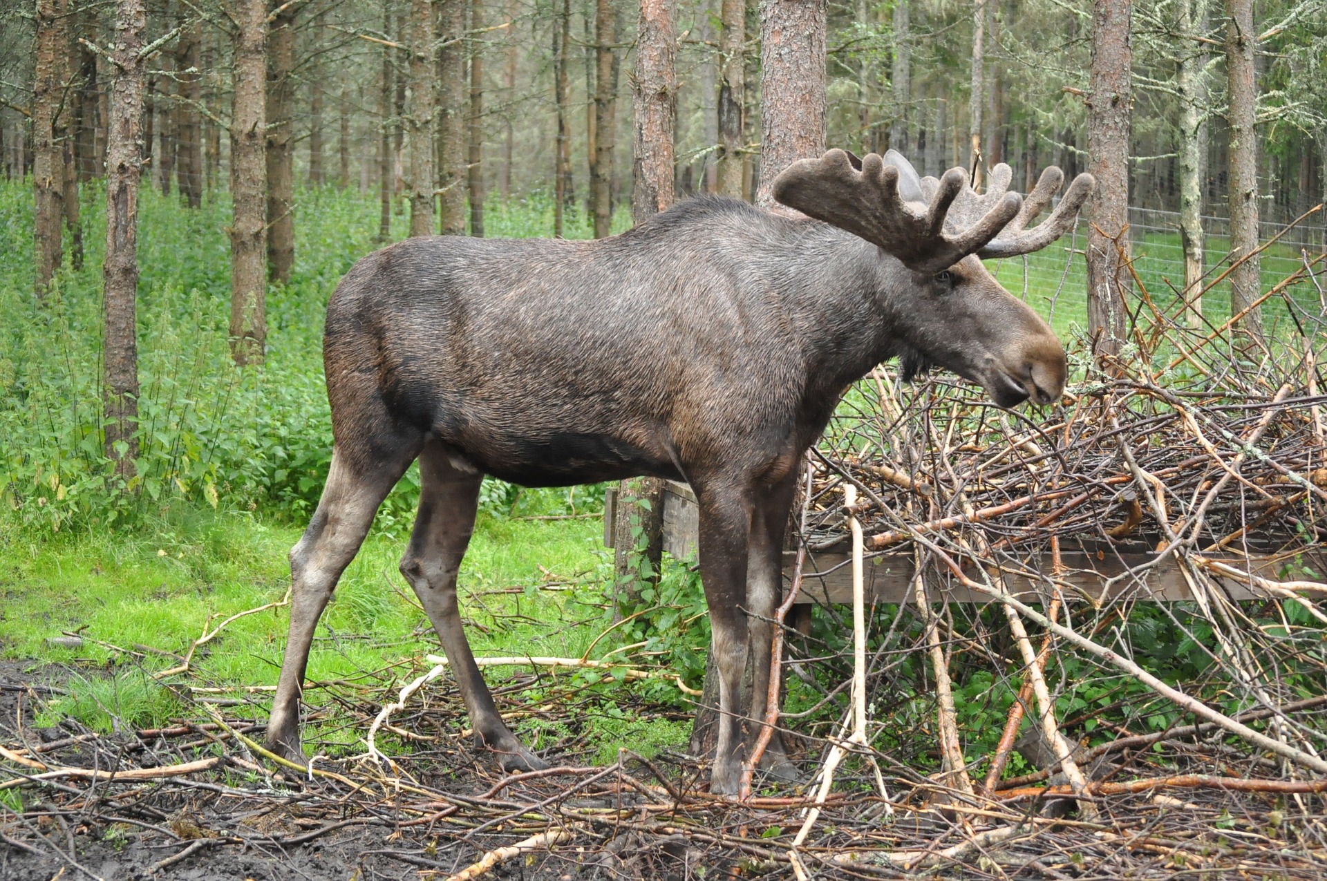 moose, zweden